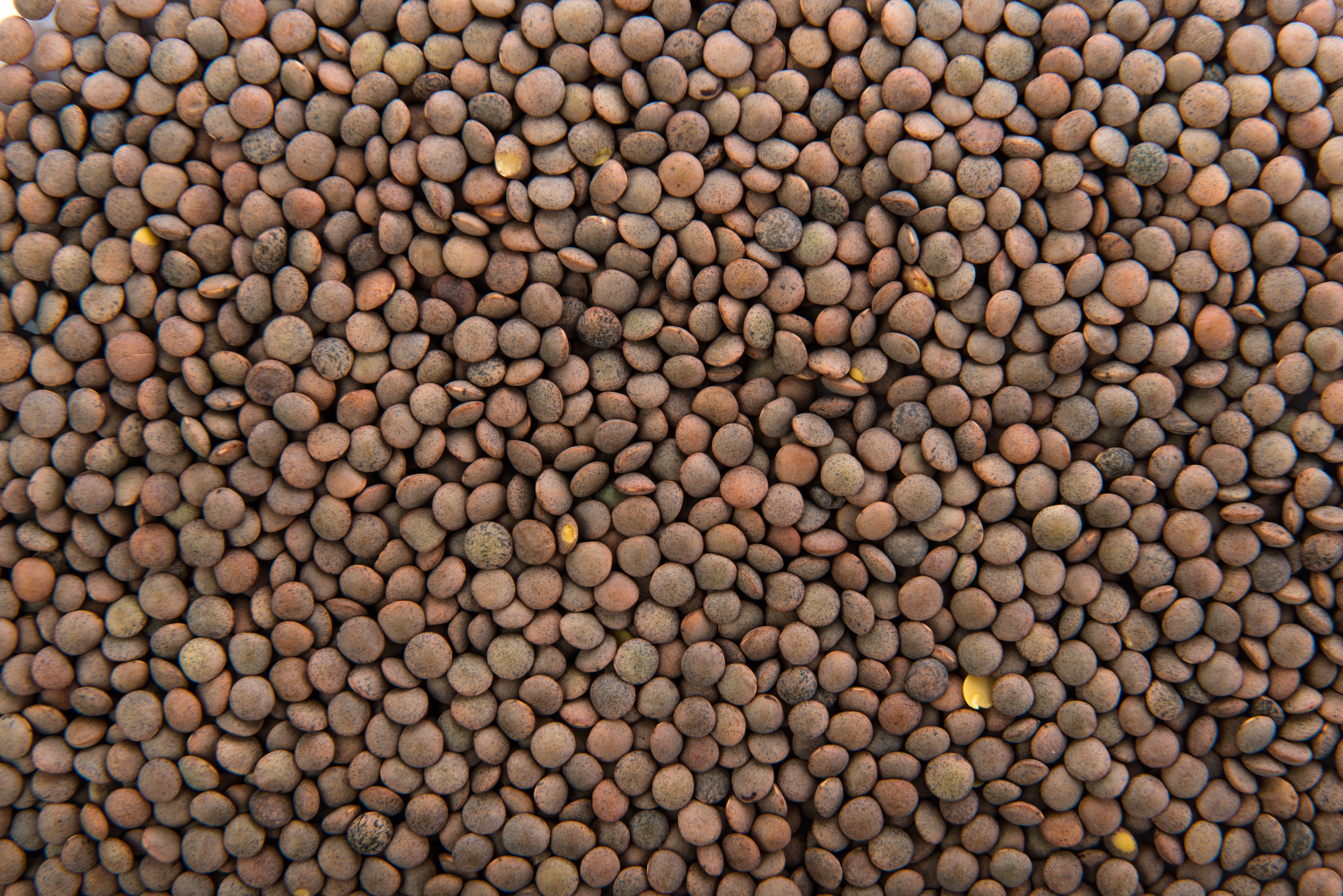 comment cuire des lentilles