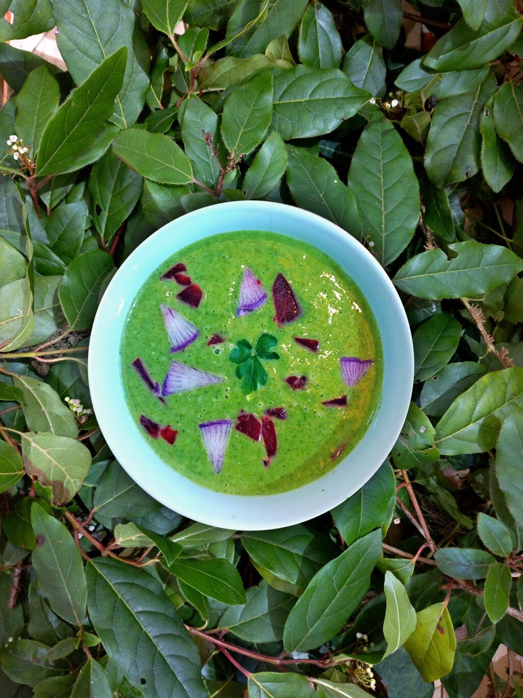 recette de soupe de fanes de radis, betterave rouge et chèvre