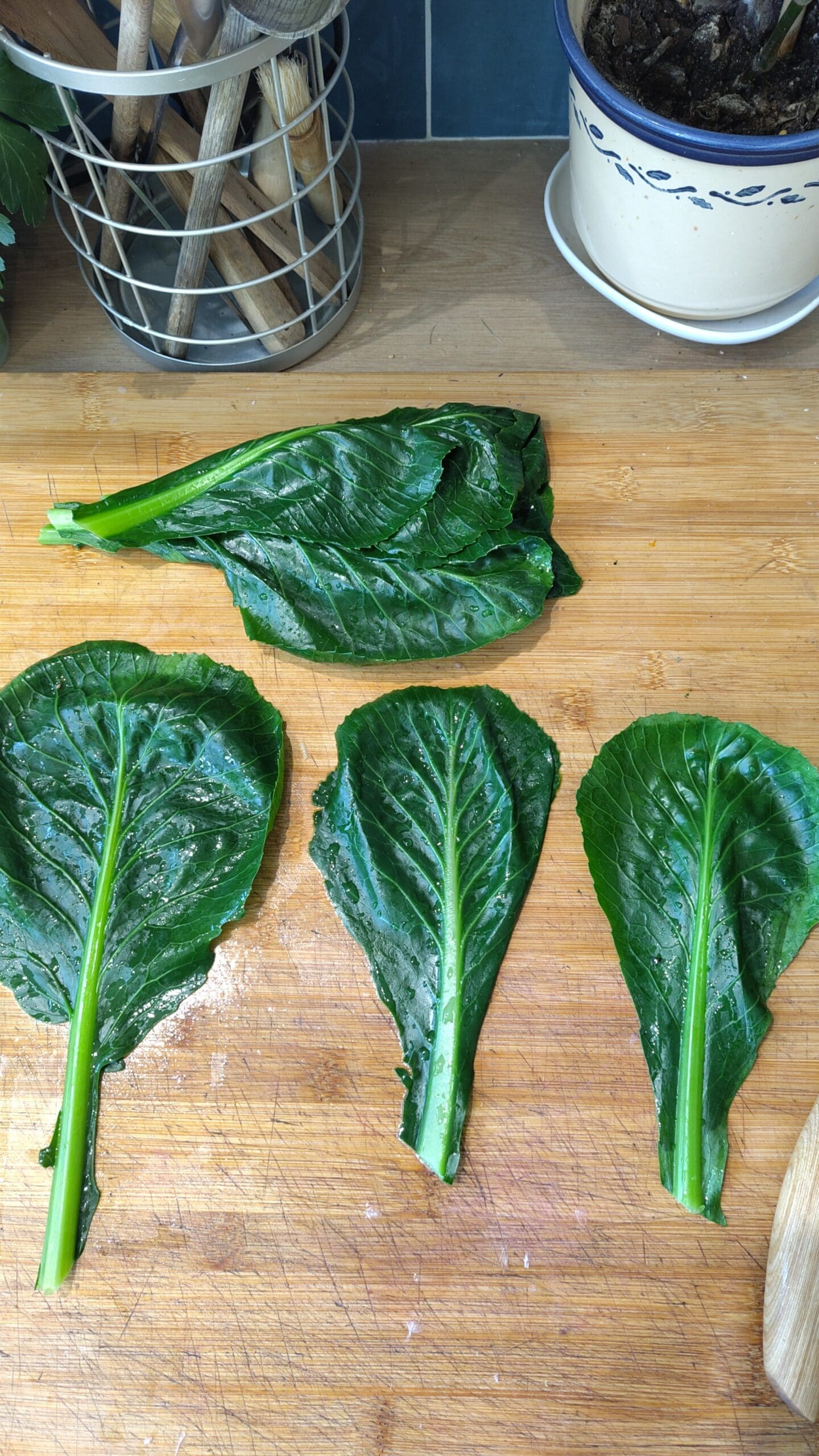 Mes feuilles de chou sont prêtes à être coupées.